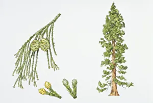 Giant Sequoia (Sequoiadendron giganteum) plant with flower, leaf and seed, illustration Giant Sequoia (Sequoiadendron giganteum) plant with flower, leaf and seed, illustration