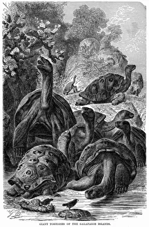 Giant tortoises of the Galapagos Islands Giant tortoises of the Galapagos Islands