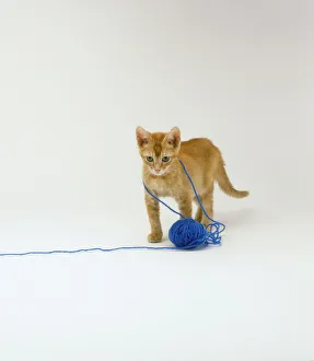 Ginger kitten playing with blue ball of wool Ginger kitten playing with blue ball of wool