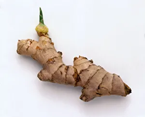 <b class=qtipBold><figcaption>A ginger root</figcaption></b><br><em>© Dorling Kindersley/UIG</em> A ginger root