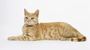 Ginger tabby cat, lying down, side view Ginger tabby cat, lying down, side view
