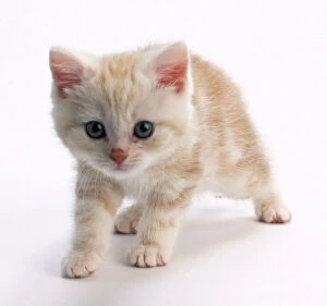 Images Dated 11th March 2014: Ginger and white tabby kitten, looking at camera