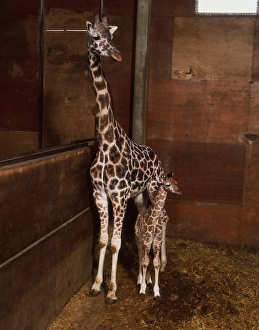 Giraffa camelopardalis (giraffe). Family giraffidae. Mother and young Giraffa camelopardalis (giraffe). Family giraffidae. Mother and young