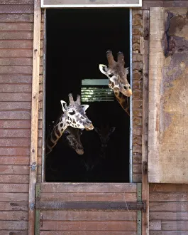 Two Giraffe (Giraffa camelopardalis) looking out of open door in enclosure Two Giraffe (Giraffa camelopardalis) looking out of open door in enclosure