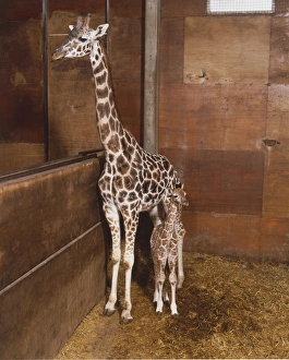 Giraffe mother with baby (Giraffa camelopardalis) standing together in stable, front view Giraffe mother with baby (Giraffa camelopardalis) standing together in stable, front view
