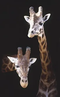 Two Giraffes (Giraffa camelopardalis) peeking out from behind stable door, front view Two Giraffes (Giraffa camelopardalis) peeking out from behind stable door, front view