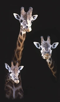 Three Giraffes (Giraffa camelopardalis) of different sizes peeking out from behind stable Three Giraffes (Giraffa camelopardalis) of different sizes peeking out from behind stable
