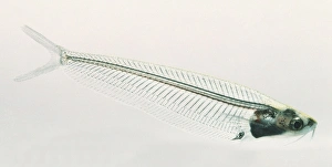 Glass Catfish, Kryptopterus bicirrhis, transparent fish with visible internal organs Glass Catfish, Kryptopterus bicirrhis, transparent fish with visible internal organs