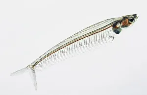 Glass Catfish (Kryptopterus bicirrhis), side view Glass Catfish (Kryptopterus bicirrhis), side view
