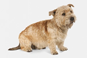 Glen of Imaal Terrier (Irish Glen of Imaal Terrier, Wicklow Terrier) Glen of Imaal Terrier (Irish Glen of Imaal Terrier, Wicklow Terrier)