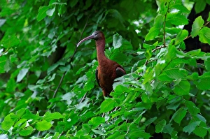Glossy Ibis. Plegadis Falcinellus Glossy Ibis. Plegadis Falcinellus