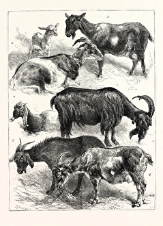 The Goat Show at the Crystal Palace, Uk, 1883 The Goat Show at the Crystal Palace, Uk, 1883