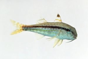 Goatfish, a tropical marine perciform fish of the Mulidae family Goatfish, a tropical marine perciform fish of the Mulidae family