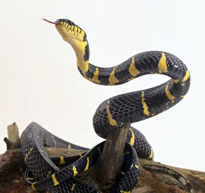 Gold-ringed Cat Snake (Boiga dendrophila) coiled over log, upper body raised up and tongue out Gold-ringed Cat Snake (Boiga dendrophila) coiled over log, upper body raised up and tongue out