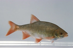 Gold rudd (Scardinius erythrophthalmus), side view Gold rudd (Scardinius erythrophthalmus), side view