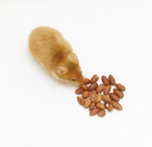 Golden Hamster (Cricetus cricetus) feeding on pile of nuts, view from above Golden Hamster (Cricetus cricetus) feeding on pile of nuts, view from above