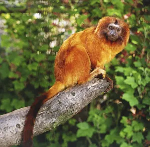 Golden lion tamarin (Leontopithecus rosalia), a monkey with orange fur perching on a Golden lion tamarin (Leontopithecus rosalia), a monkey with orange fur perching on a