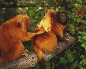 Golden Lion Tamarins, leontopithecus rosalia, adult carrying baby on its back being Golden Lion Tamarins, leontopithecus rosalia, adult carrying baby on its back being