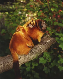 Golden Lion Tamarins, leontopithecus rosalia, adult carrying baby on its back climbing Golden Lion Tamarins, leontopithecus rosalia, adult carrying baby on its back climbing