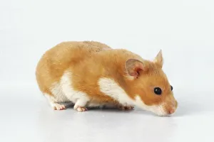 Golden or Syrian Hamster (Mesocricetus auratus) sniffing ground, side view Golden or Syrian Hamster (Mesocricetus auratus) sniffing ground, side view