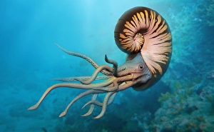 <b class=qtipBold><figcaption>Goniatites in sea</figcaption></b><br><em>© Dorling Kindersley/UIG</em> Goniatites in sea