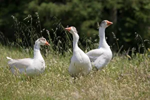 <b class=qtipBold><figcaption>Gooses</figcaption></b><br><em>© Marka/Universal Images Group</em> Gooses
