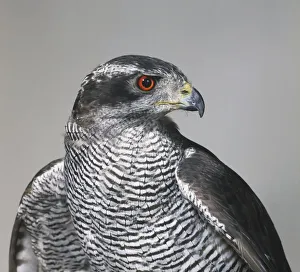 Goshawk (Accipiter gentilis) looking sideways, front view Goshawk (Accipiter gentilis) looking sideways, front view