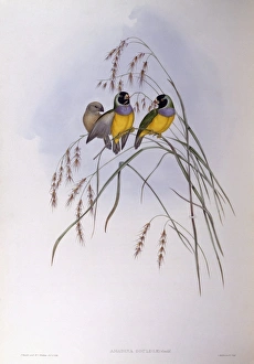 Gouldian finch (Chloebia or Erythrura gouldiae), Engraving by John Gould Gouldian finch (Chloebia or Erythrura gouldiae), Engraving by John Gould