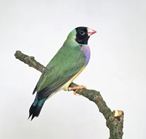 Gouldian finch (Erythrura gouldiae) perching on a branch, side view Gouldian finch (Erythrura gouldiae) perching on a branch, side view