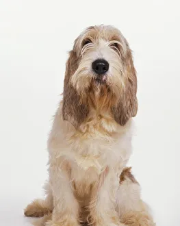 Grand Basset Griffon Vendeen dog, sitting Grand Basset Griffon Vendeen dog, sitting