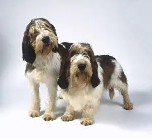 A Grand Basset Griffon Vendeen and a Petit Basset Griffon Vendeen standing side by side A Grand Basset Griffon Vendeen and a Petit Basset Griffon Vendeen standing side by side