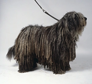 A gray Bergamasco dog with a thick coat of corded long hair draping from its body A gray Bergamasco dog with a thick coat of corded long hair draping from its body