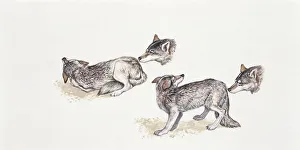 Four gray wolves (Canis lupus), illustration