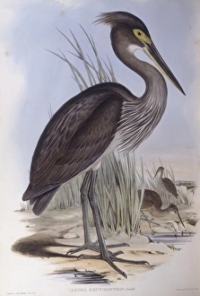 Great-billed heron (Ardea sumatrana), Engraving by John Gould