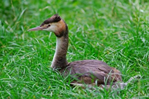 Great Crested Grebe. Podiceps Cristatus Great Crested Grebe. Podiceps Cristatus
