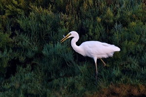 <b class=qtipBold><figcaption>Great Egret</figcaption></b><br><em>© Marka/Universal Images Group</em> Great Egret