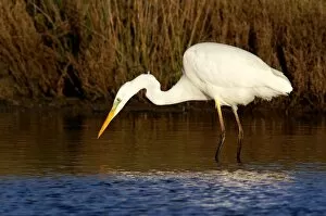 Images Dated 18th December 2005: Great Egret. Egretta Alba. Europe. Italy. Lazio. Circeo National Park