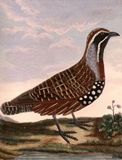 Great quail from Madagascar