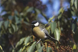 Related Images Collection: Great Tit (Parus major) perched on leafy branch, low angle view