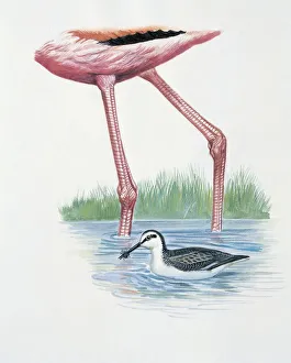Greater flamingo (Phoenicopterus Ruber) and a red-necked phalarope (Phalaropus Lobatus Greater flamingo (Phoenicopterus Ruber) and a red-necked phalarope (Phalaropus Lobatus