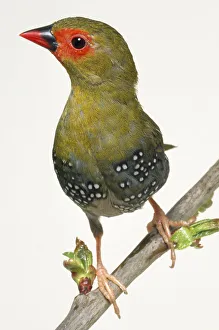 A green-backed twinspot perched on a branch, front view with head looking right A green-backed twinspot perched on a branch, front view with head looking right