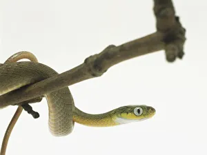 Green cat-eyed snake the branch of a tree with its tail wound around a separate branch Green cat-eyed snake the branch of a tree with its tail wound around a separate branch
