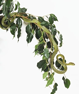 Green cat snake, Boiga cyanea, camouflaged in tree Green cat snake, Boiga cyanea, camouflaged in tree