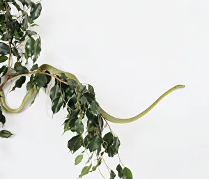 Green cat snake (Boiga cyanea) in tree Green cat snake (Boiga cyanea) in tree