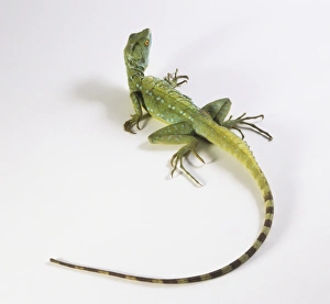 <b class=qtipBold><figcaption>A green gecko, view from above</figcaption></b><br><em>© Dorling Kindersley/UIG</em> A green gecko, view from above