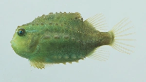 Green, juvenile Lumpsucker (Cyclopterus lumpus), side view Green, juvenile Lumpsucker (Cyclopterus lumpus), side view