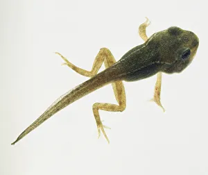 green tadpole with both front and back legs green tadpole with both front and back legs