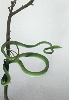 Green vine snake (Oxybelis fulgius) wrapped around tree branch, close-up Green vine snake (Oxybelis fulgius) wrapped around tree branch, close-up