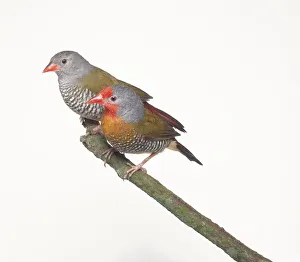 Two Green-winged pytilia (Pytilia melba), perching side by side on a branch, side view Two Green-winged pytilia (Pytilia melba), perching side by side on a branch, side view