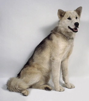 Greenland Dog (Gronlandshund), seated Greenland Dog (Gronlandshund), seated